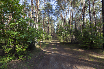 Image showing autumn forest