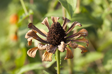 Image showing autumn flower