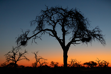 Image showing African sunset with tree in front