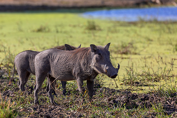 Image showing Warthog Botswana safari wildlife