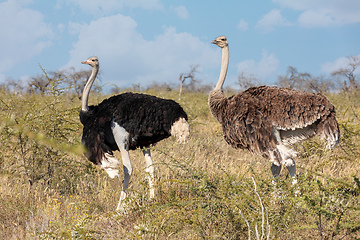 Image showing Ostrich, in Etosha, Africa wildlife safari