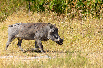 Image showing Warthog Botswana safari wildlife