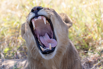 Image showing lion without a mane Botswana Africa safari wildlife