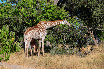 Image showing giraffe with calf, Africa wildlife safari