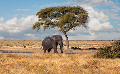 Image showing African Elephant, Botswana safari wildlife