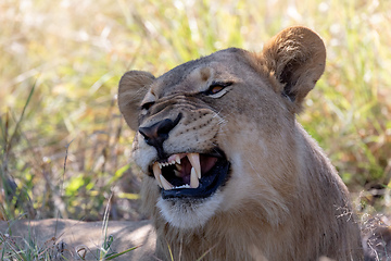 Image showing lion without a mane Botswana Africa safari wildlife