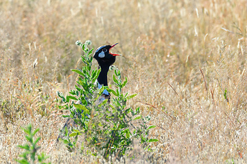 Image showing Northern Black Korhaan Namibia, Africa safari wildlife