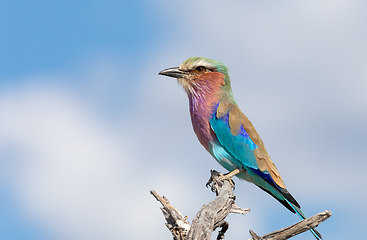 Image showing Lilac-brested roller, africa safari wildlife