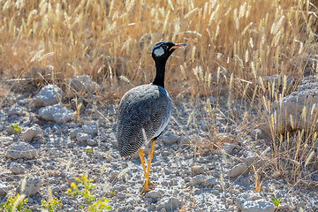 Image showing Northern Black Korhaan Namibia, Africa safari wildlife