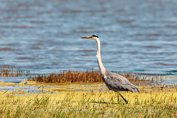 Image showing cattle egret Botswana Africa safari wildlife