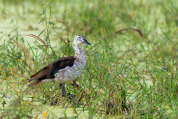 Image showing knob-billed duck Botswana Africa safari wildlife