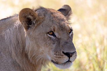 Image showing lion without a mane Botswana Africa safari wildlife