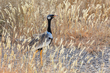 Image showing Northern Black Korhaan Namibia, Africa safari wildlife