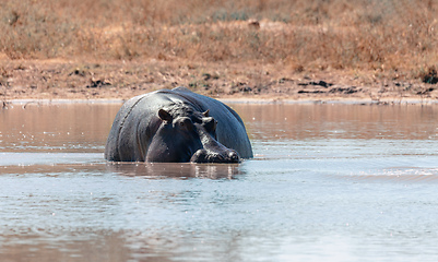 Image showing Hippopotamus Botswana Africa Safari Wildlife