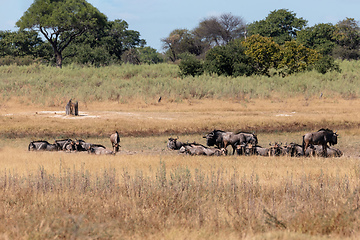 Image showing Blue Wildebeest Botswana Africa wildlife safari