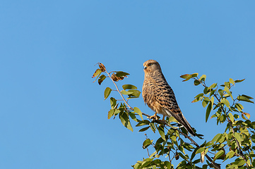 Image showing Greater kestrel, Etosha, Namibia safari wildlife