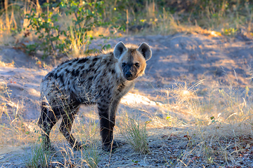 Image showing Spotted hyena, Botswana Africa wildlife