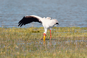 Image showing Yellow-billed stork, Botswana Africa wildlife