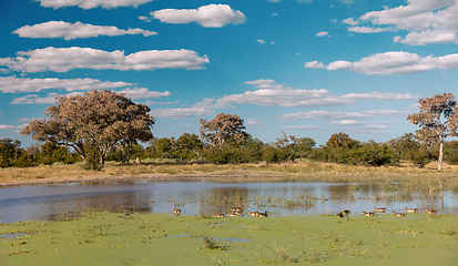Image showing Moremi game reserve landscape, Africa wilderness