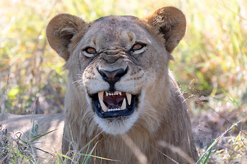 Image showing lion without a mane Botswana Africa safari wildlife