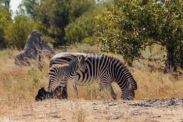 Image showing zebra foal Botswana Africa wildlife safari