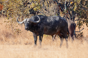 Image showing Cape Buffalo at Moremi, Africa safari wildlife