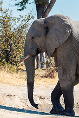 Image showing African Elephant, Botswana safari wildlife