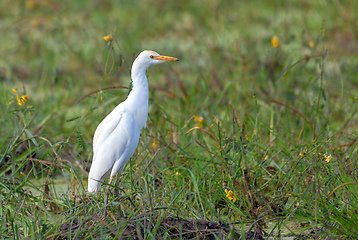 Image showing cattle egret Botswana Africa safari wildlife