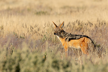 Image showing black-backed jackal Namibia, africa safari wildlife