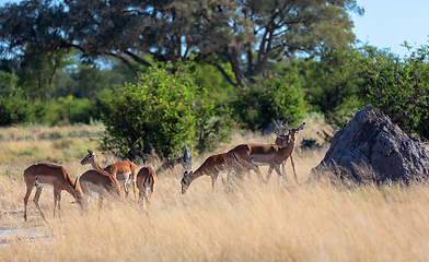 Image showing Impala antelope Moremi Botswana, Africa wildlife