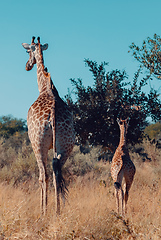 Image showing giraffe with calf, Africa wildlife safari