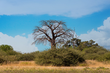 Image showing Moremi game reserve landscape, Africa wilderness