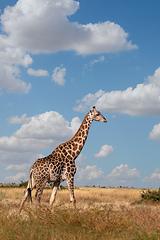 Image showing South African giraffe Savuti, Botswana safari