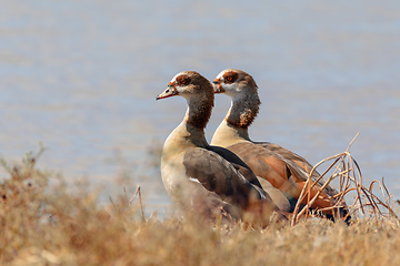 Image showing Egyptian goose Moremi Botswana, Africa wilderness