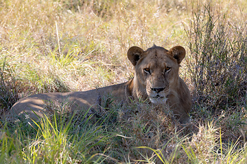 Image showing lion without a mane Botswana Africa safari wildlife