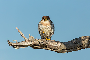 Image showing red-necked falcon Namibia Africa safari wildlife