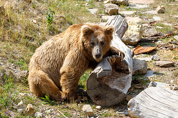 Image showing big Himalayan brown bear