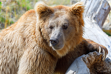 Image showing big Himalayan brown bear