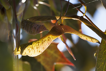 Image showing maple seeds