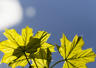 Image showing foliage of maple