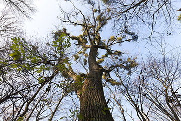 Image showing deciduous trees without foliage