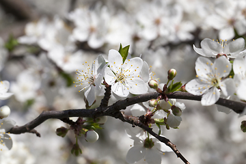 Image showing white flowers of cherry