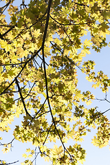 Image showing bright yellow maple foliage