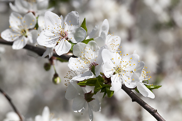 Image showing white flowers of cherry