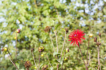 Image showing the last red autumn flowers