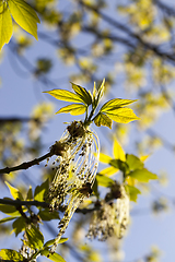 Image showing beautiful flowering maple