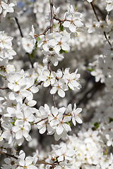 Image showing white flowers of cherry