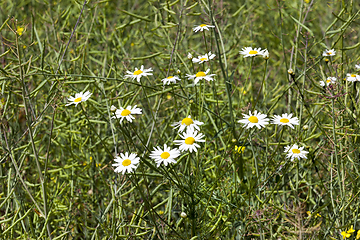 Image showing white field daisies