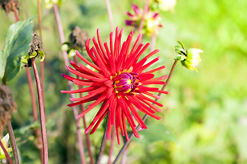 Image showing the last red autumn flowers