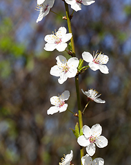 Image showing new white petals